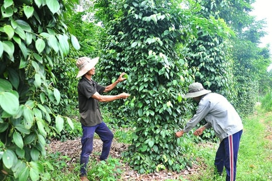 Hỗ trợ phát triển mô hình kinh tế vườn