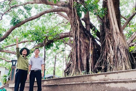 Cây đa Chợ Đình - chứng nhân lịch sử