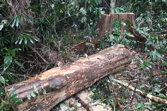 Khởi tố vụ án hình sự về tội hủy hoại rừng tại xã Trà Nú