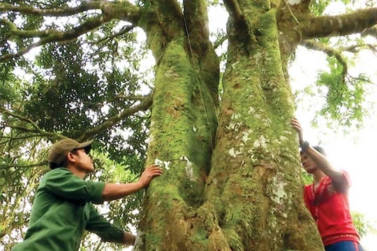 Tìm hướng bảo tồn giống quế Trà My