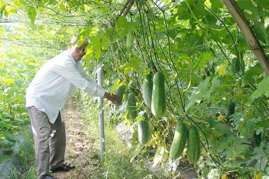 Khả quan mô hình rau an toàn trong nhà lưới