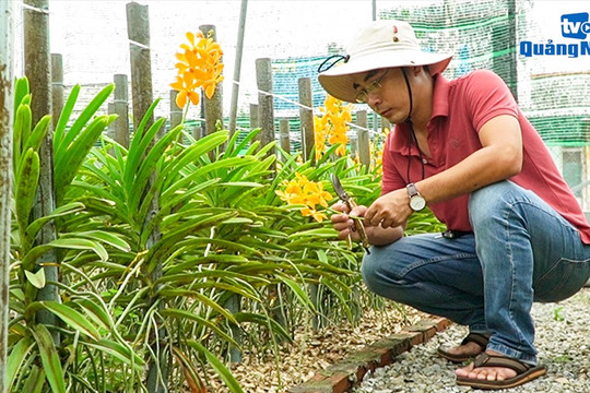 Video: Khởi nghiệp với lan mokara trên đất cát Duy Hải