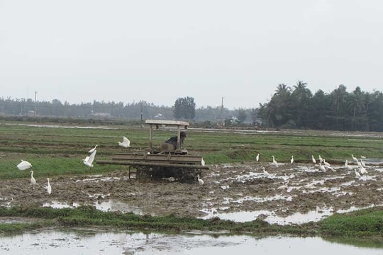 Khẩn trương vào vụ lúa đông xuân