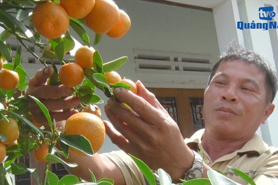 Kỳ vọng thắng lợi vụ hoa Tết