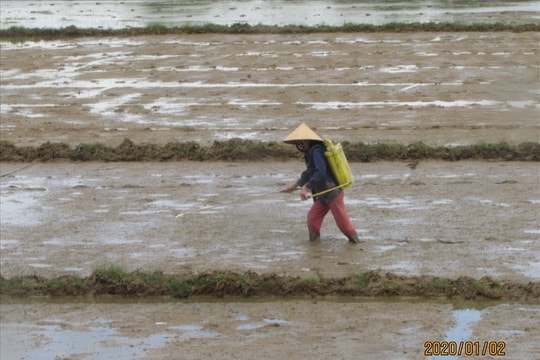 Quản lý dịch hại trên cây lúa