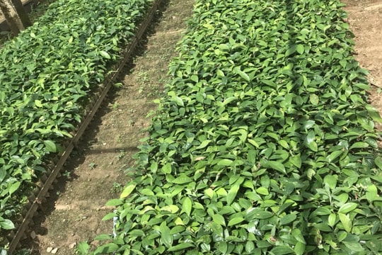 Tập trung phát triển giống quế Trà My