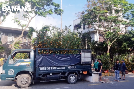 Kiếm tiền triệu từ những cây cảnh bỏ đi