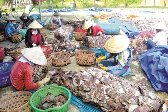 Xuất khẩu nông sản gặp khó do Covid-19