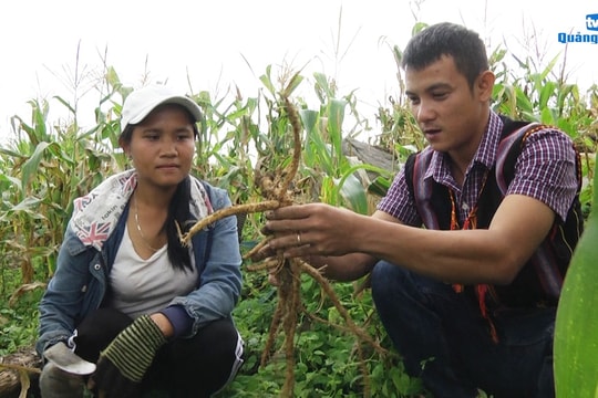 Điểm sáng thoát nghèo ở miền núi