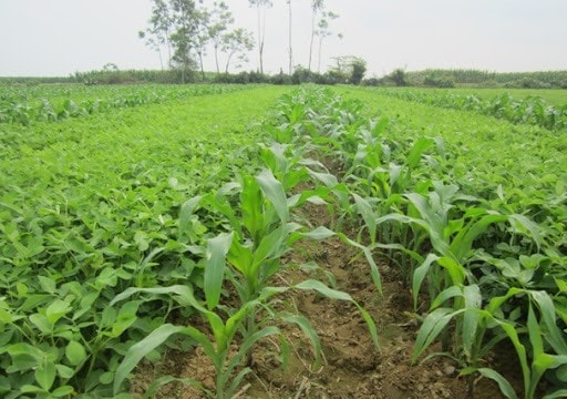 Tính chuyện chuyển đổi cây trồng