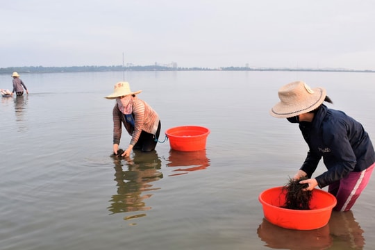 Ngâm mình vớt rong câu
