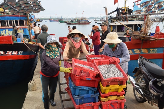 Nhộn nhịp mùa cá cơm