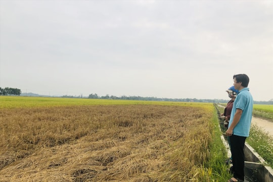 Bùng phát rầy gây hại trên cây lúa