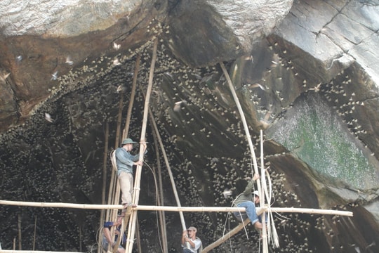 Tìm hướng bảo tồn chim yến Cù Lao Chàm