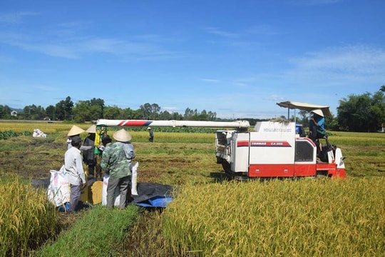 Phú Ninh thắng lớn vụ lúa đông xuân