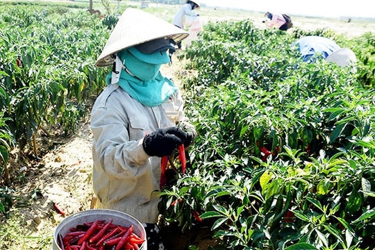 Nhân rộng mô hình liên kết sản xuất nông nghiệp: Cần doanh nghiệp đầu tàu