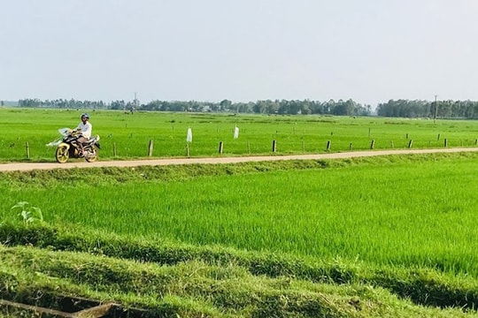 Năm 2020, Quảng Nam chuyển đổi 810ha từ cây lúa sang các loại cây khác