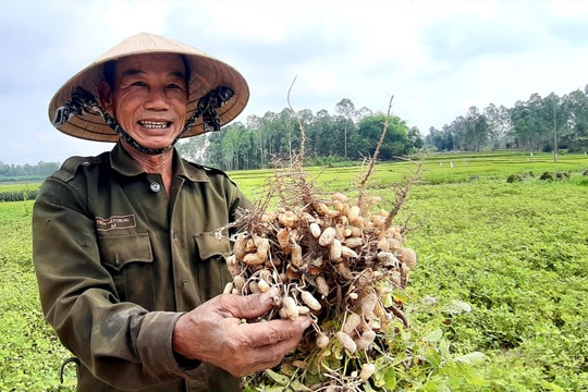 Chuyển đổi cây trồng trên đất lúa