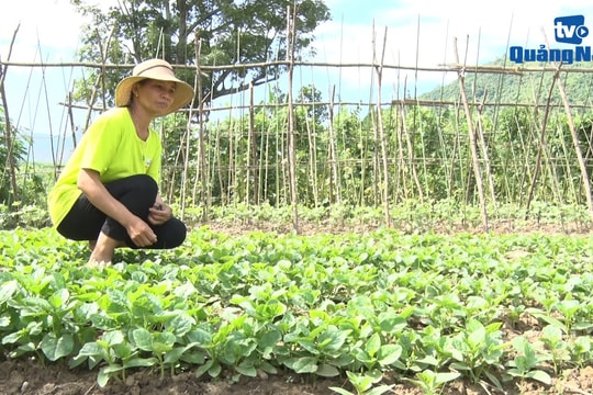 Mô hình rau sạch gắn với bảo vệ môi trường ở Nông Sơn