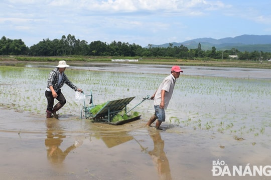 Vận hành máy cấy lúa hữu cơ đầu tiên tại Đà Nẵng