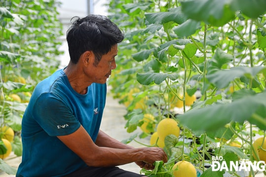 Phát triển nông nghiệp ứng dụng công nghệ cao tại Hòa Ninh