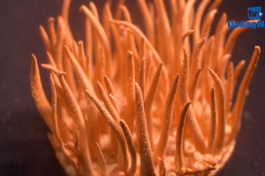 Khởi nghiệp với đông trùng hạ thảo