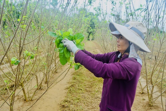 Nỗi niềm bên nương dâu