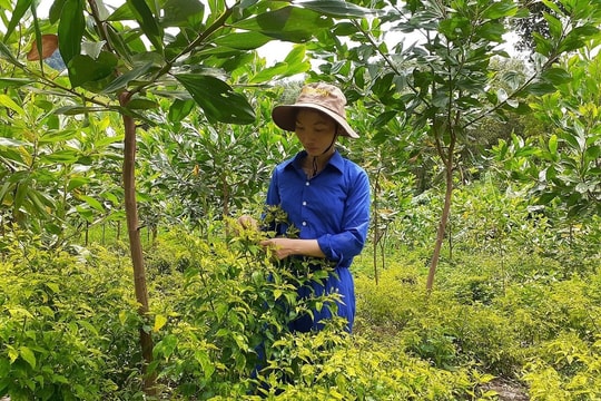 Sản xuất ớt A Riêu theo hướng hàng hóa