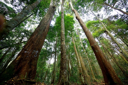 Nỗi niềm CÂY và ĐẤT