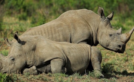 Bảo tồn động vật hoang dã: Nhiều khó khăn, thách thức