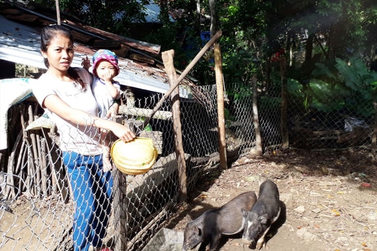 Xây dựng mô hình nuôi heo đen bản địa