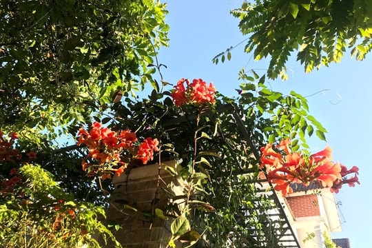 Sống chậm trong những ngày tự cách ly