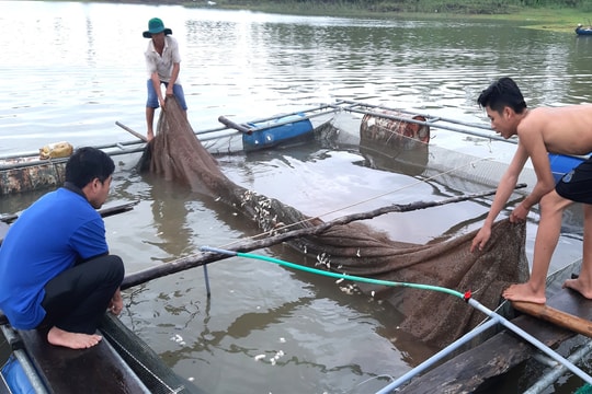 Mở hướng nuôi cá nước ngọt ở miền núi