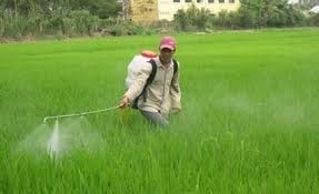 Phòng trừ dịch hại trên cây lúa vụ hè thu