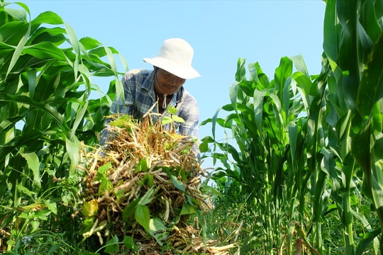 Điều chỉnh lộ trình các xã phấn đấu đạt chuẩn NTM nâng cao, kiểu mẫu