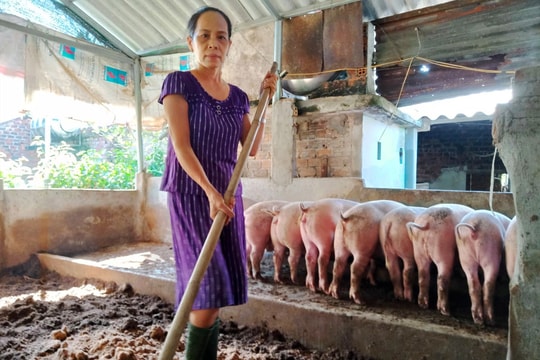 Nuôi heo trên nền đệm lót sinh học