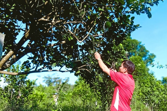 Cải tạo vườn tạp trồng cây ăn quả ở khối phố Ngọc Nam