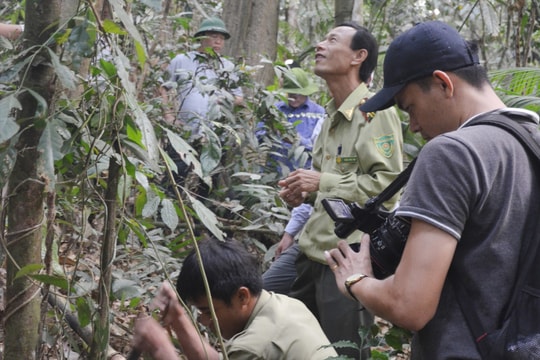 Mở rộng diện tích trồng dược liệu dưới tán rừng