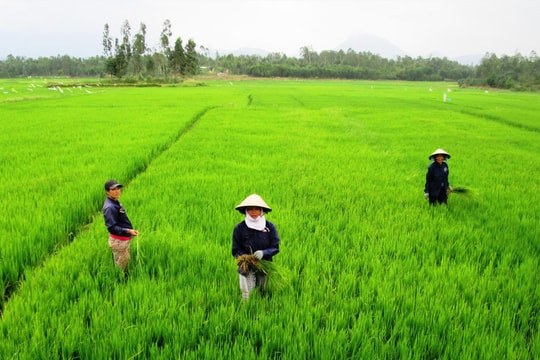 Khẩn trương báo cáo kết quả thực hiện dồn điền đổi thửa