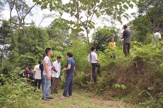 Triển khai kế hoạch hành động giảm phát thải khí nhà kính: Giảm nguy cơ suy thoái rừng