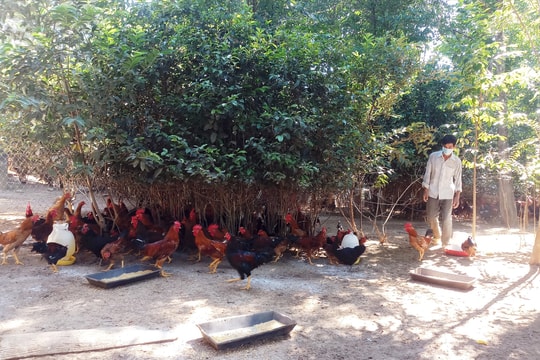 Khấm khá nhờ nuôi gà ta