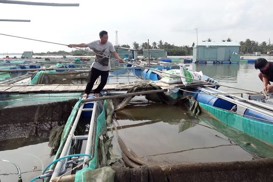 Hội An vận động người nuôi cá lồng bè tránh bão an toàn