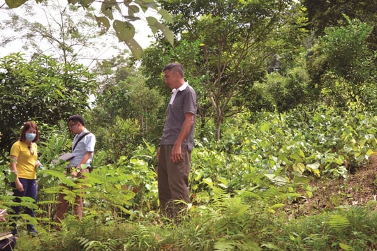 Tiềm năng thị trường các-bon từ rừng