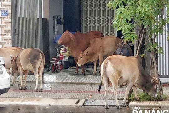 Cần sớm quy hoạch khu chăn nuôi tập trung