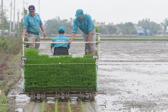 Trình diễn cấy lúa hữu cơ bằng máy
