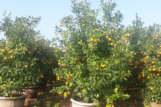 Khẩn trương chăm sóc quật cảnh xác