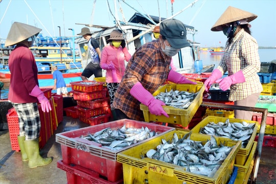 Ngư dân trúng đậm cá trích, cá cơm