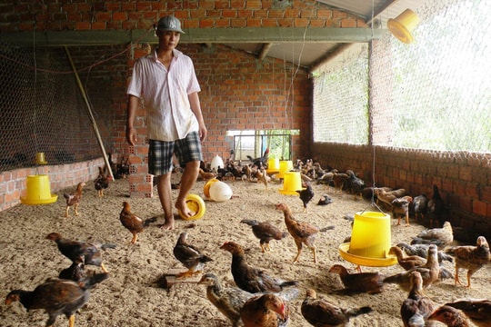 Quyết liệt phòng chống dịch bệnh cúm gia cầm