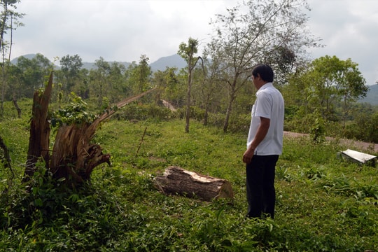 Bất cập chuyển đổi rừng di tích Mỹ Sơn (clip)