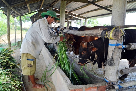 Hiệu quả chuyển đổi mô hình sản xuất nông nghiệp ở Điện Bàn